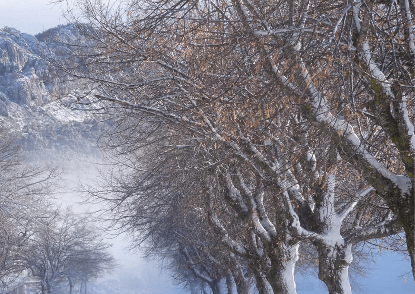 Photo allée hivernale legere