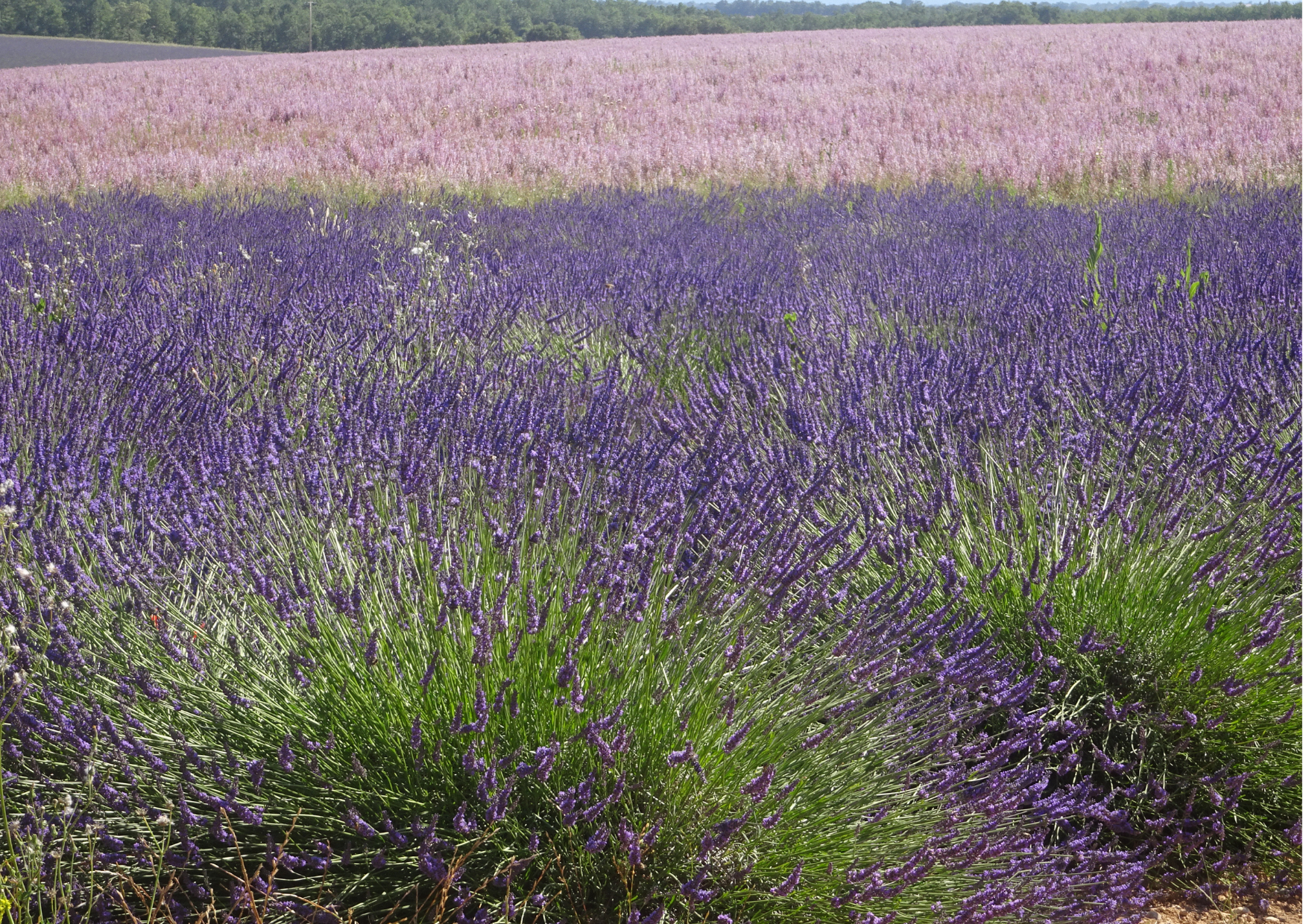 Photo le mauve des lavandes